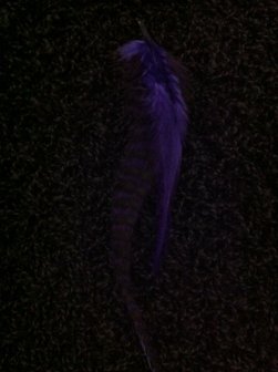 Feather kort paars