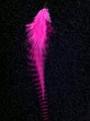 Feather-kort-pink